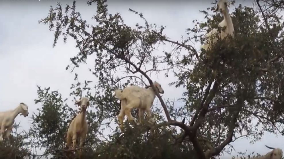 Cabras são vistas em cima das árvores (Foto: Reprodução/YouTube)
