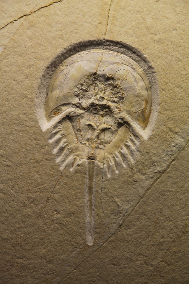 Mesolimulus walchi é uma espécie extinta de caranguejo-ferradura (Foto: Reprodução/Wikimedia Commons)