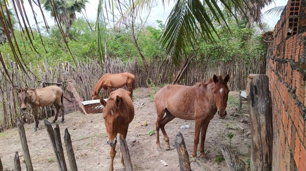 Animais foram furtados de fazenda em Maranguape — Foto: Arquivo pessoal