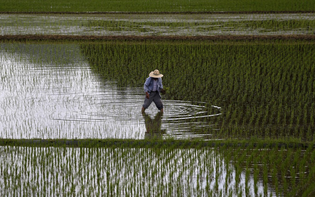 Um agricultor planta mudas em um campo de arroz em Satsumasendai, Kagoshima, no Japo  Foto:  Issei Kato/Reuters