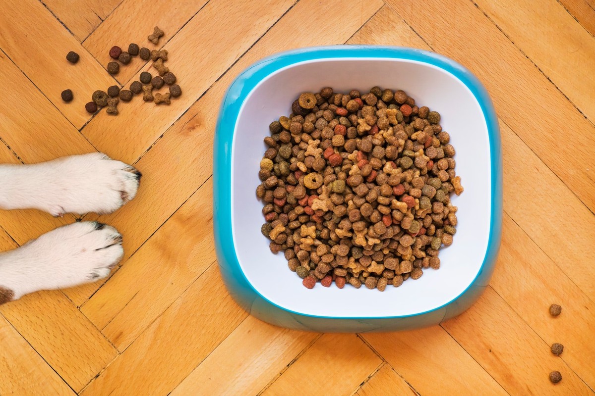 Acabou a ração?  Saiba quais são os alimentos para o animal de estimação |  Mundo Puppy