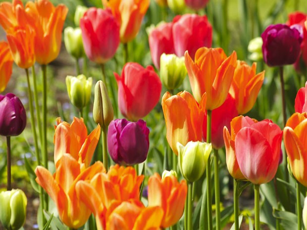 Keukenhof, o parque das tulipas da Holanda (Foto: Divulgação/Keukenhof)