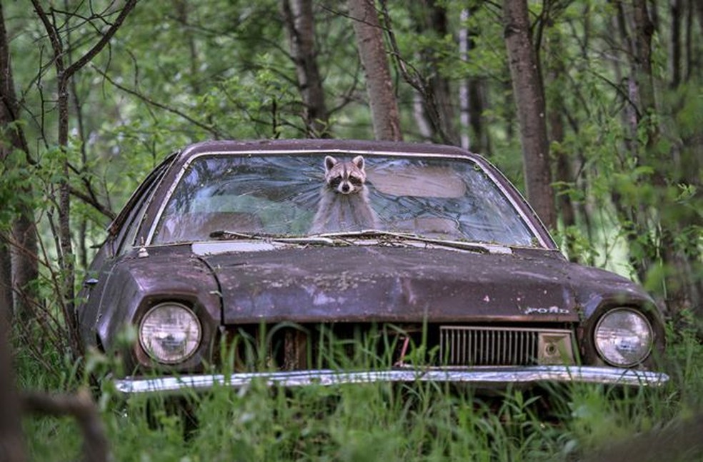 Guaxinim é fotografado sobre carro antigo no Canadá. — Foto: Jason Bantle/WPY2019