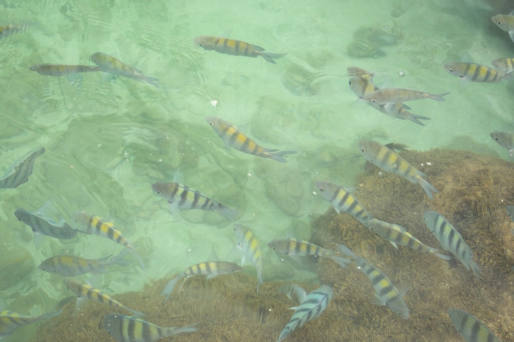 As piscinas naturais de Porto de Galinhas são repletas de peixes, que interagem com os turistas  — Foto: Celso Tavares/G1