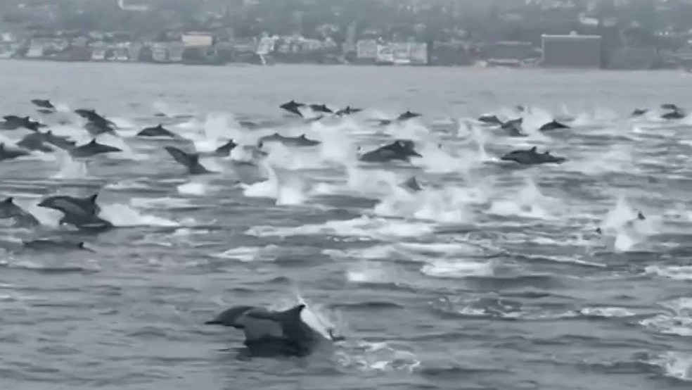 Grupo de aproximadamente 100 golfinhos nada por 25 minutos ao lado de barco na Califórnia. — Foto: Reprodução/BBC News
