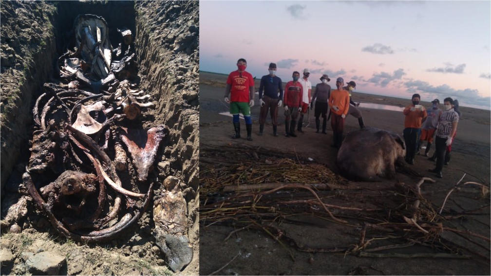 Cachalote que encalhou na costa do Amapá foi enterrada para que ossada seja exposta em museu — Foto: Iepa/Divulgação