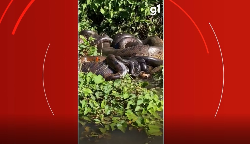 Várias sucuris são encontradas no leito do Rio Paraná, em Altônia. — Foto: Reprodução g1