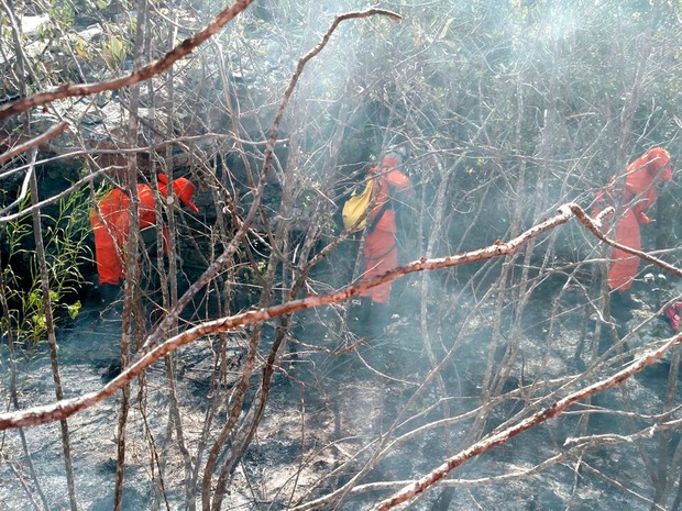 Corpo de Bombeiros atuam no combate às chamas (Foto: Divulgação / Corpo de Bombeiros)