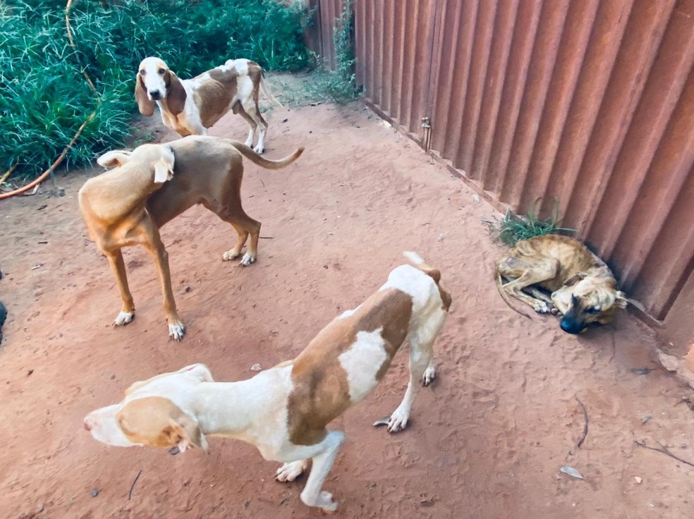 Animais resgatados em Rio Preto seriam usados para caça de javalis — Foto: DIBEA/Divulgação 