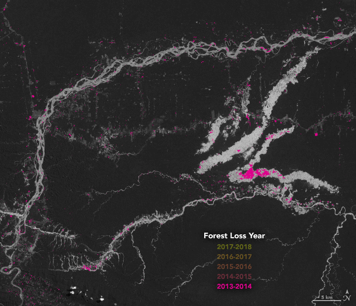 Uma sequência de imagens animada feita com informações de satélites da NASA mostra um estrago de cerca de 206 quilômetros quadrados de desmatamento na região Madre de Dios, no sudeste do Peru  (Foto: GIF/NASA Earth Observatory)