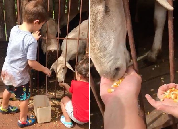 Rodrigo e Linda alimentam animais (Foto: Reprodução/Instagram)