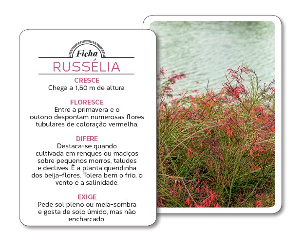 russelia-selecao-natural (Foto: Casa e Jardim)