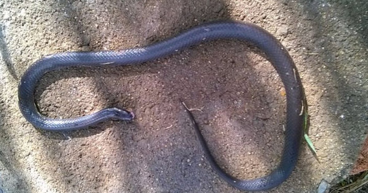 Cobra canibal? Flagra bizarro mostra serpente venenosa devorando