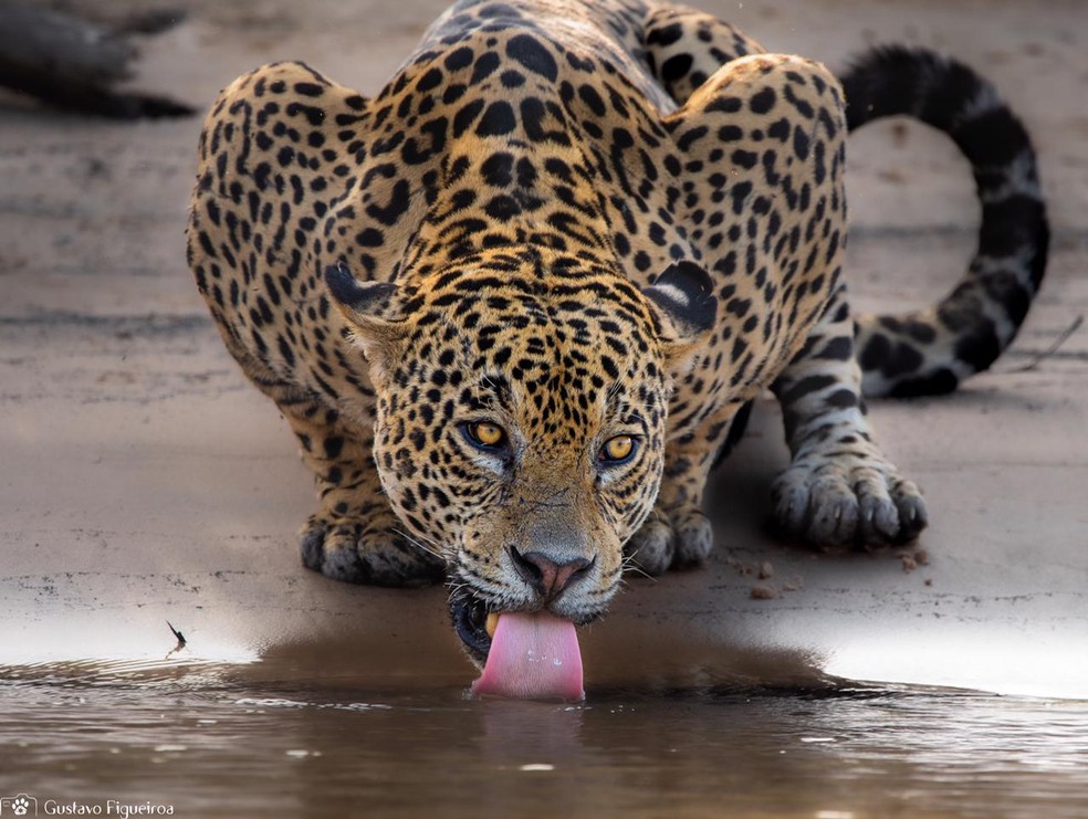 Biólogo conta que permaneceu cerca de uma hora acompanhando os passos da onça no Pantanal — Foto: Gustavo Figueirôa/Arquivo Pessoal 