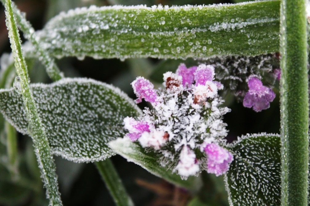 Vegetação amanheceu com uma fina camada de gelo em Urupema — Foto: Marleno Muniz/Prefeitura de Urupema/Divulgação