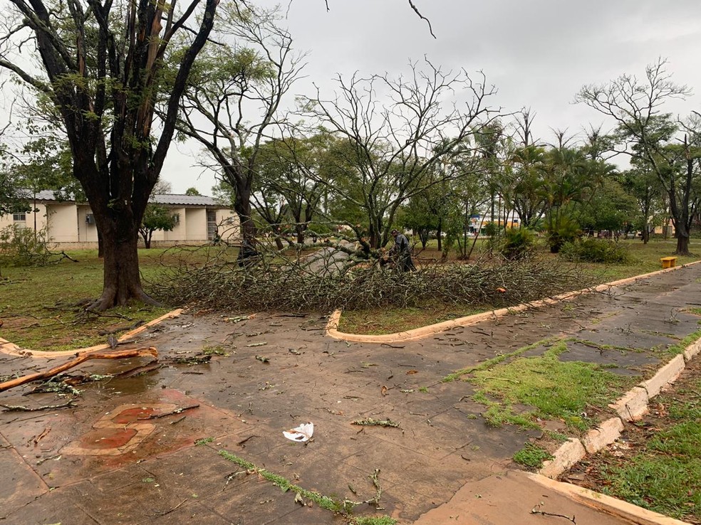 Vendaval derruba árvores em Juti (MS). — Foto: Defesa Civil/Divulgação