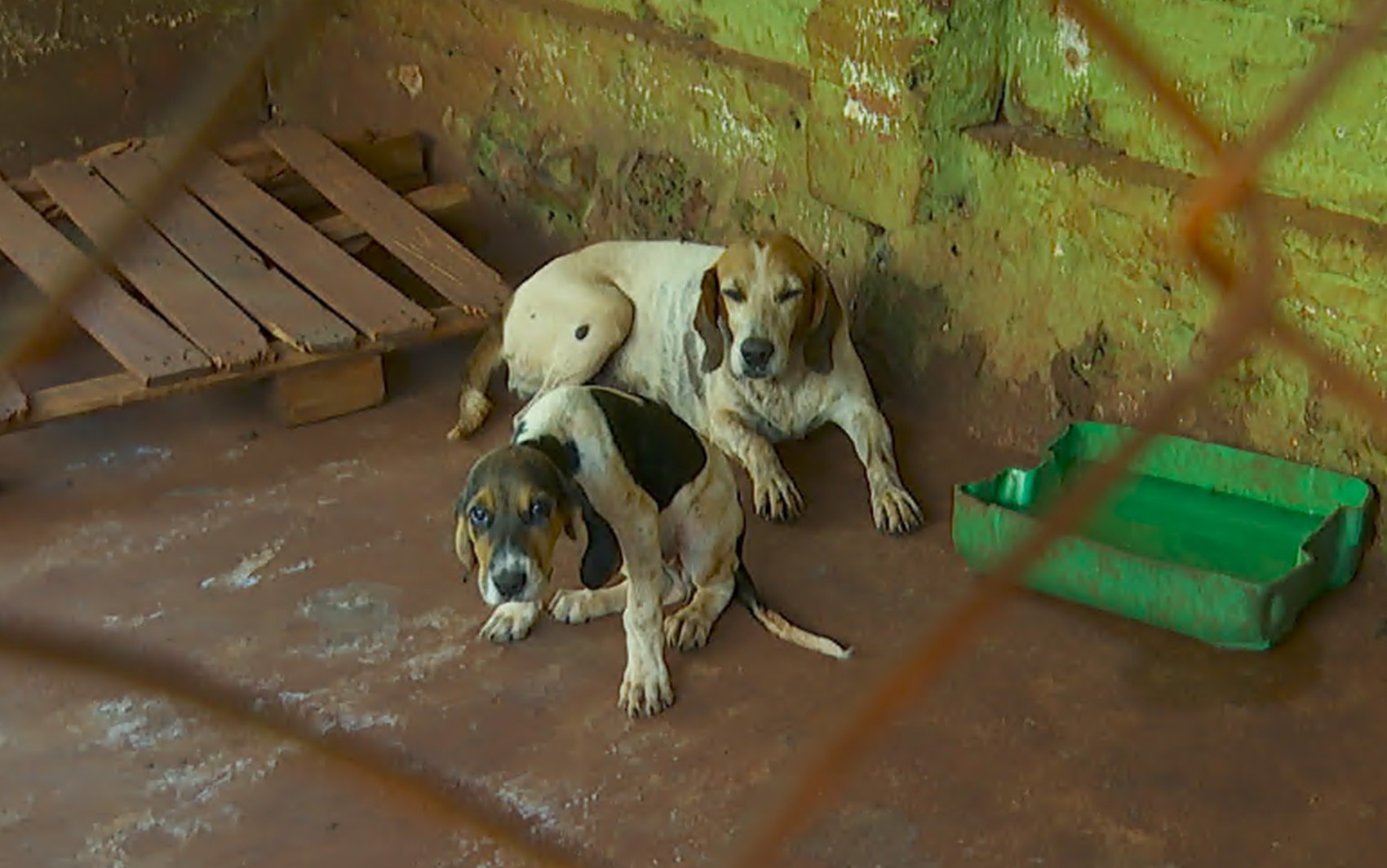 Cadela que sobreviveu a envenenamento em sítio por ladrões é internada em Dumont, SP; oito morreram