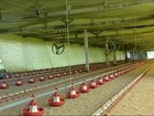 Crise na avicultura provocada pelo alto custo da ração causa demissões
