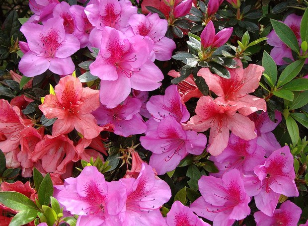 Azaleia - Rhododendron simsii (Foto: Wikimedia Commons / Creative Commons)