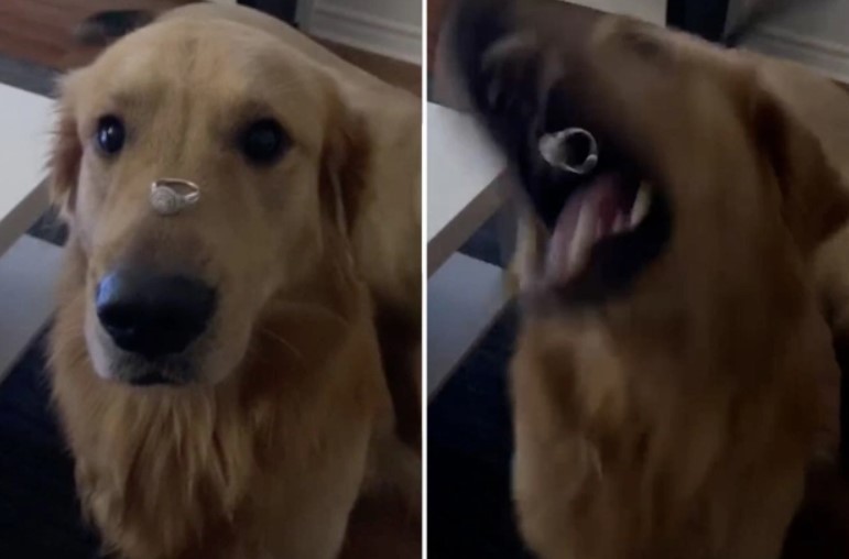 Mulher faz cachorro posar com anel de diamante para anunciar noivado e vídeo viraliza (Foto: Reprodução )