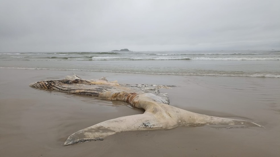 Carcaça de baleia jubarte é encontrada em avançado estado de decomposição, em Guarujá (SP) — Foto: Instituto Gremar/Divulgação