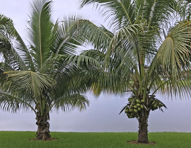 The "Dwarf" term refers to the size in which the palm tree will produce harvestable coconuts. Dwarf coconut trees can reach 50-80 feet high. (Foto: Getty Images)