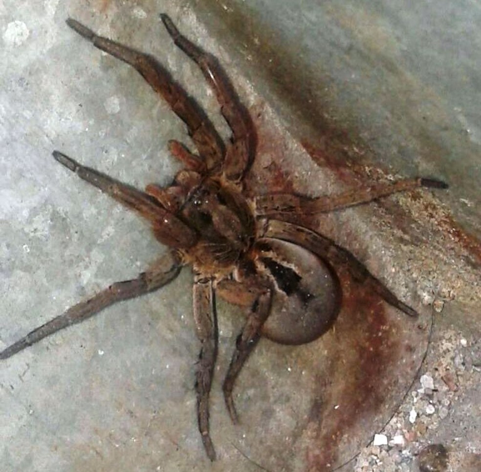 Aranha Gigante Encontrada Em Garagem Assusta Moradores Em Sp Muito Medo Santos E Regiao G1