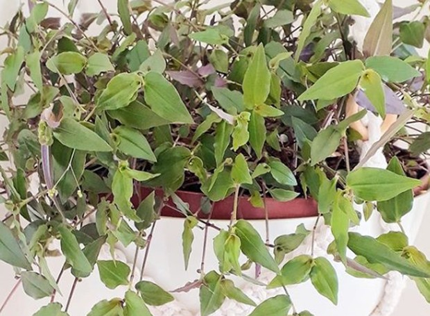 Véu-de-noiva é uma planta herbácea, pendente, prostrada e florífera (Foto: Reprodução/Pinterest)