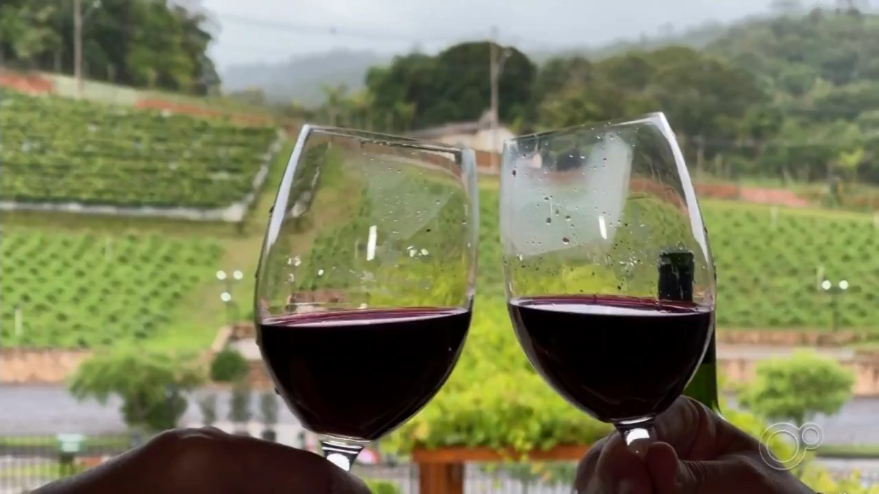 Projeto experimental produz vinho agroecológico que dispensa uso de defensivos agrícolas em São Roque