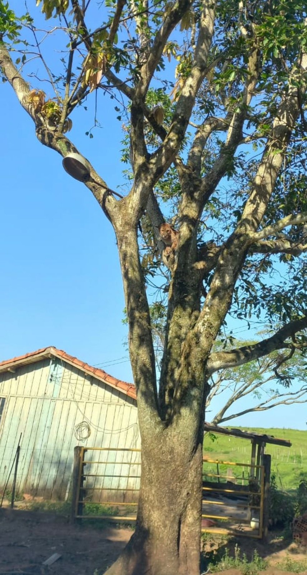 Onça-parda (Puma concolor) foi visualizada em uma propriedade rural, em Taciba (SP) — Foto: Divulgação/Polícia Ambiental
