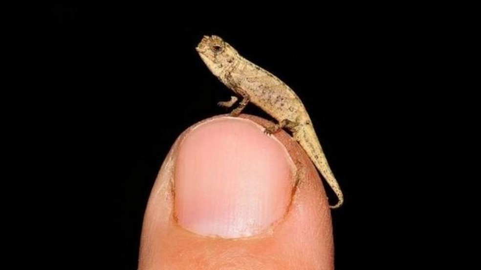 O corpo do 'Brookesia nana' mede apenas 13,5 mm — Foto: Endagerex