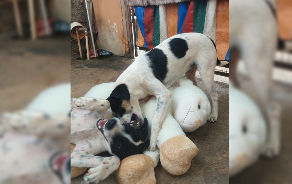 'Cãoparsas' se divertem com novo presente após 'tentativa de furto' em loja de Tabatinga — Foto: Mayky Araújo/TV TEM