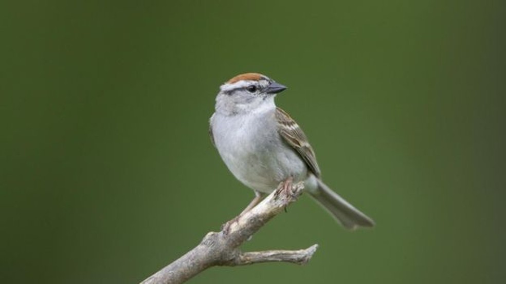 Uso intensivo de herbicidas e pesticidas se tornou um 'tempero' nada agradável aos pássaros na zona rural (Foto: M.K. RUBEY)