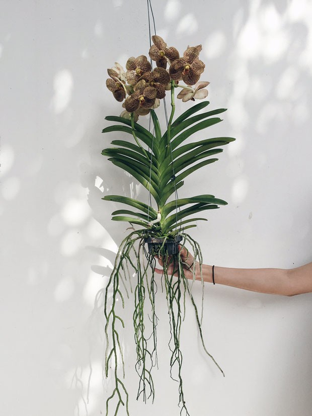Vandas: como cuidar desse tipo de orquídea (Foto: Flo Atelier Botanico)