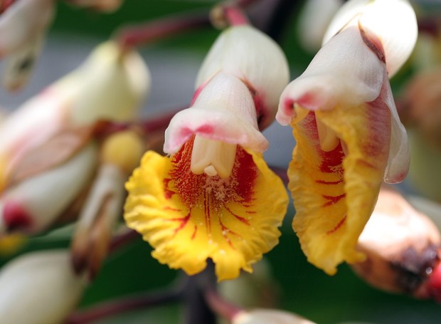 Alpínia zerumbet: seu delicioso aroma quando macerada serve para perfumar roupas (Foto: Flickr / Motoya Kawasaki / CreativeCommons)