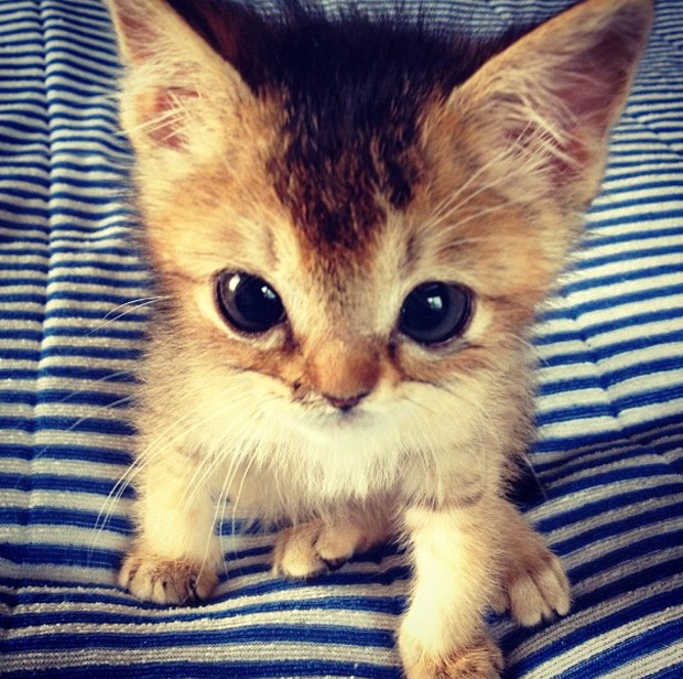 Dono afirma que gatinha está ganhando peso e se recupera bem dos ferimentos (Foto: Reprodução/Instagram/shimejiwasabi)