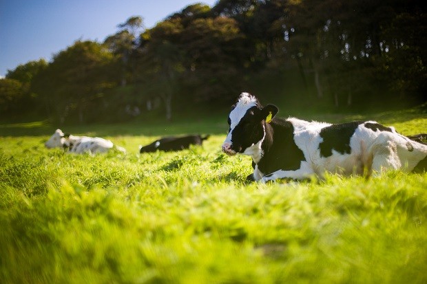 Gado; agro; boi; vaca (Foto: Andy Kelly / Unsplash)