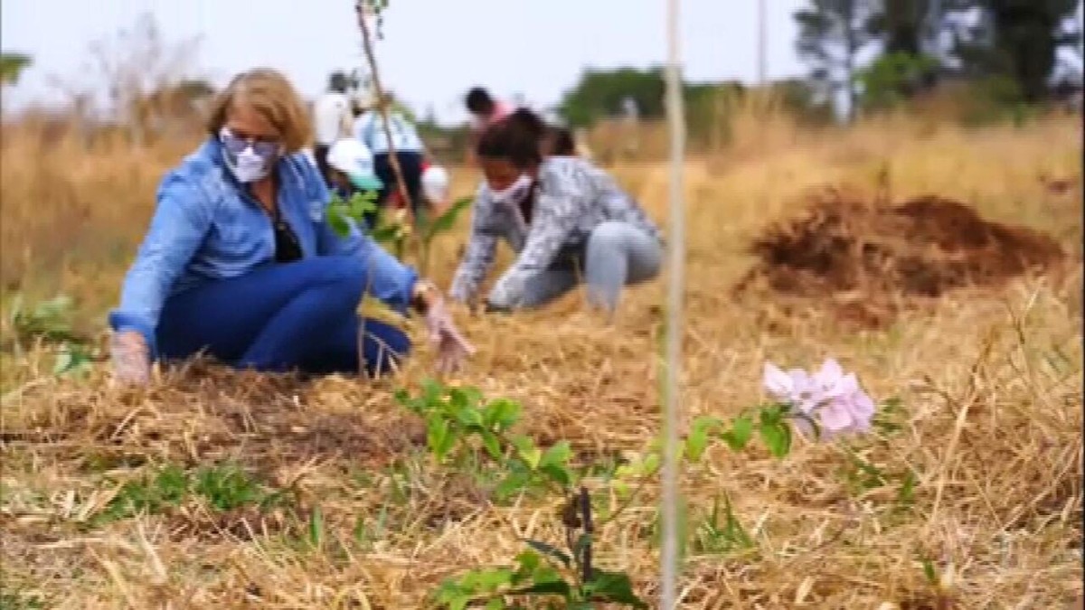 Pequenos agricultores do DF aliam produção de orgânicos com preservação do Cerrado thumbnail
