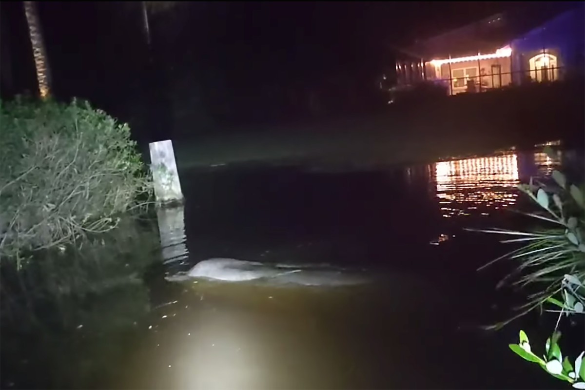 Peixe-boi é flagrado nadando em quintal inundado na Flórida, após passagem da tempestade tropical Eta (Foto: Reprodução/Facebook)