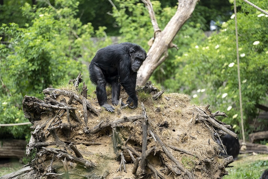 Já foram observados chimpanzés ensinando língua de sinais para suas crias (Foto: Mira Meijer / Wikimedia Commons / CreativeCommons)