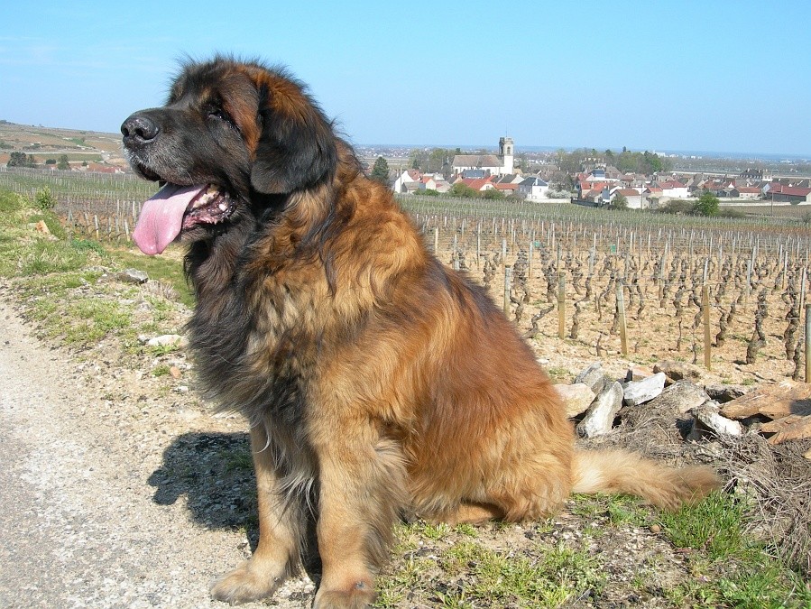 O leonberger pode ser usado como cão de resgate e fins de busca (Foto: Dafping/ Wikimedia Commons )