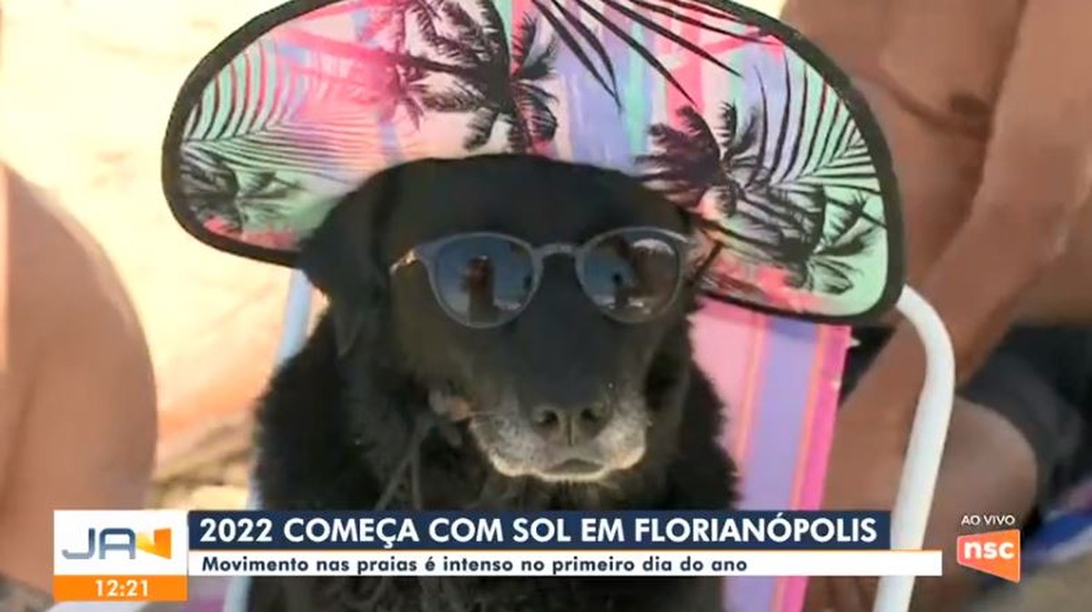 ‘Novidade imensa’, diz tutor de cachorra de chapéu e óculos sobre repercussão das fotos nas redes sociais | Santa Catarina