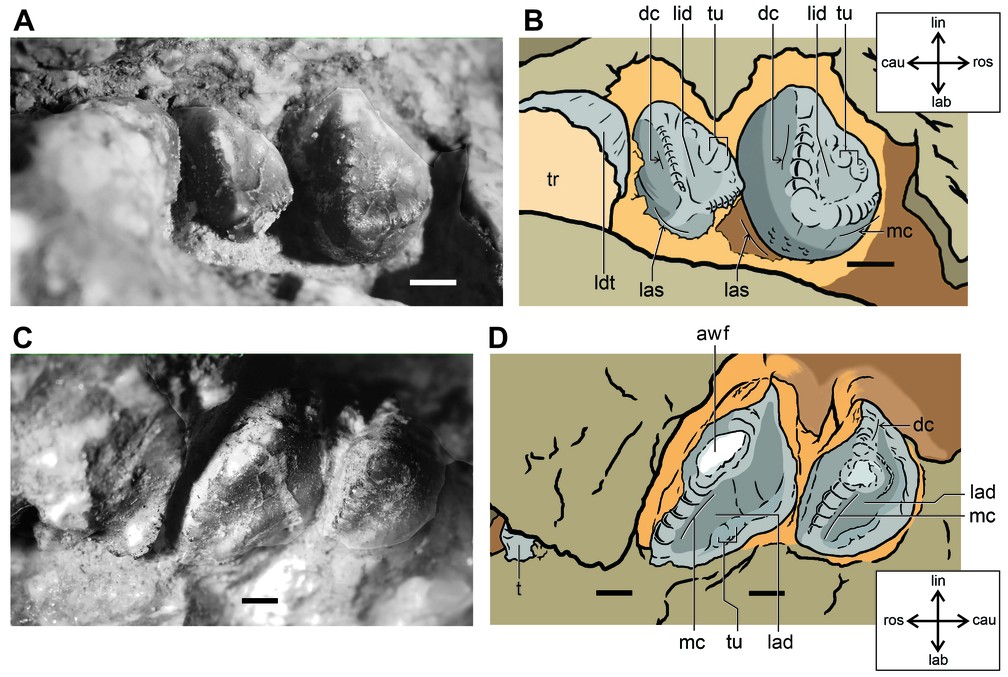 Detalhe da dentição do espécime FFP PG 14 referente ao Coronelsuchus civali. A e B - dentes da maxilar superior (maxilar); C e D - dentes mandibulares. Escala: 1mm (milímetro) — Foto: Arquivo pessoal/André Piacentini Pinheiro 