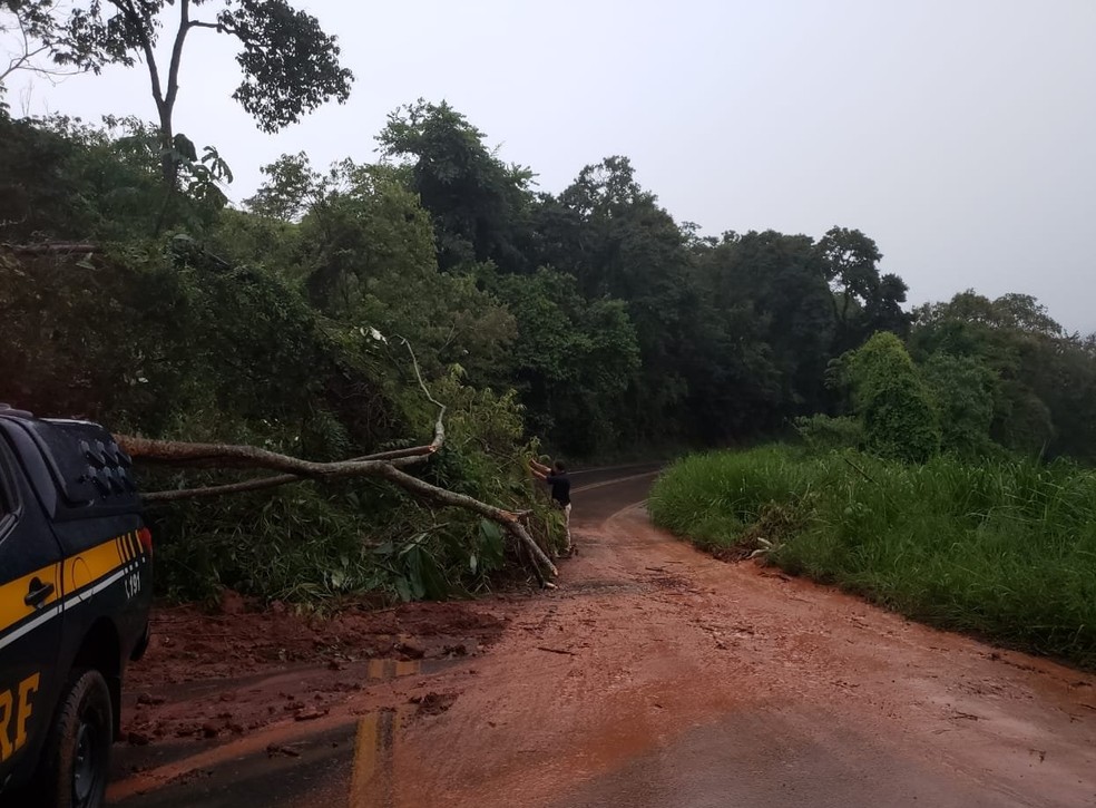 Rodovia ficou interditada após queda de árvore e barreiras na pista — Foto: PRF-MG/Divulgação