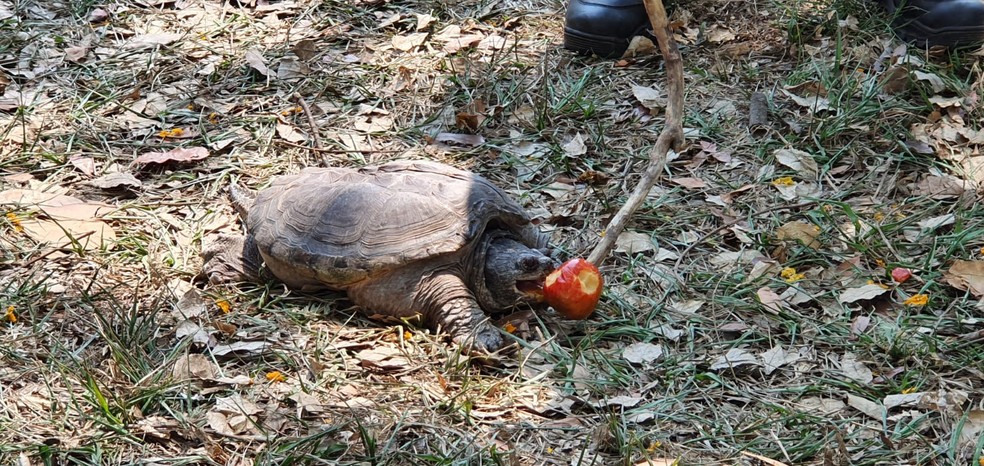 Polícia Ambiental recolheu mais uma tartaruga-mordedora em Presidente Prudente (SP) — Foto: Heloise Hamada/g1