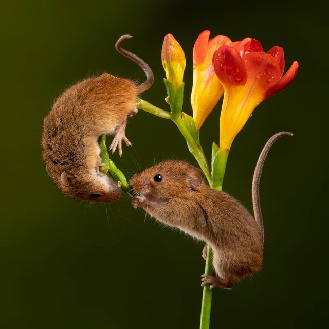 Conheça os ratinhos que vivem dentro das flores – Comando Notícia