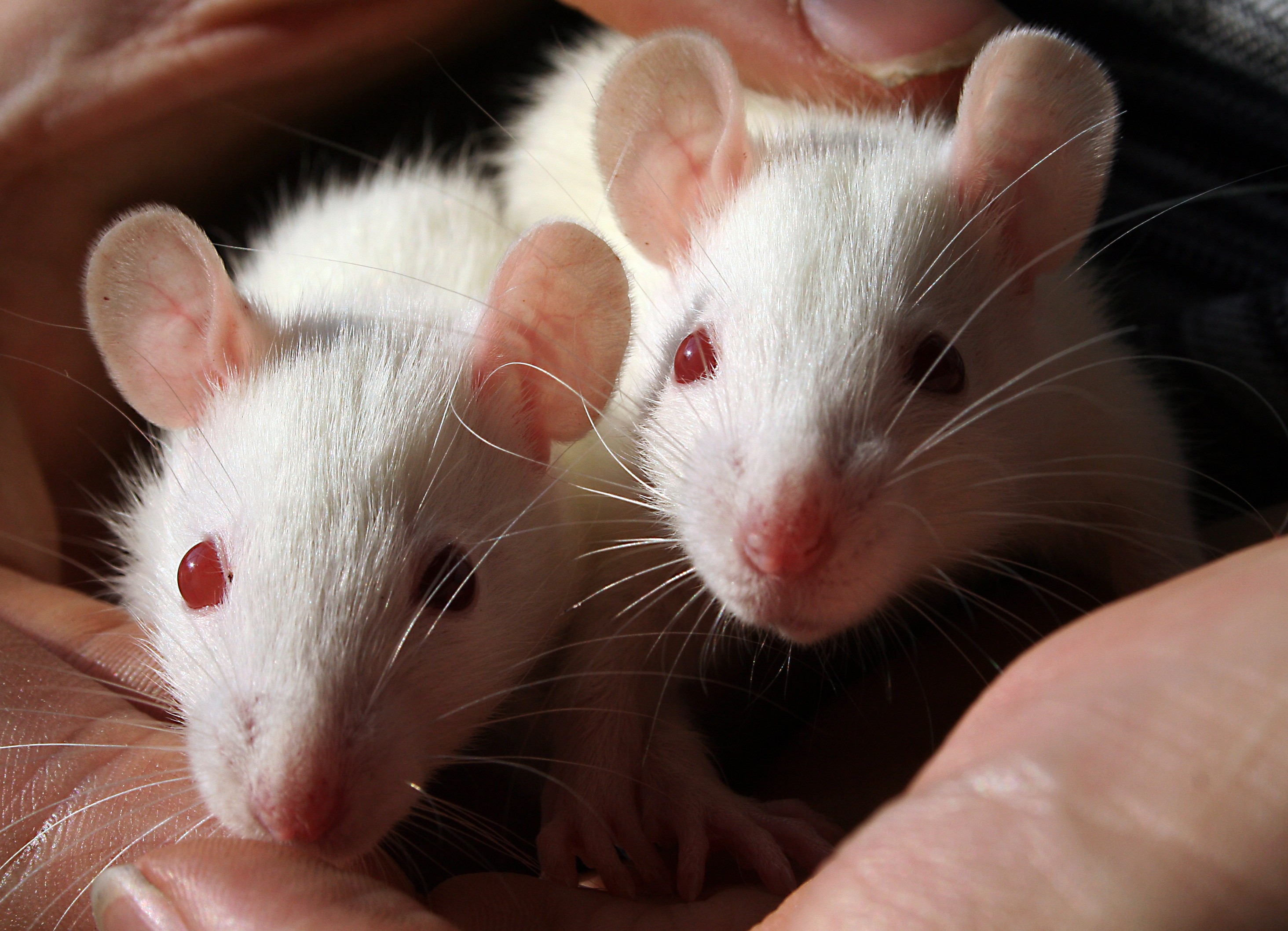 Especialista disse que os roedores compõem cerca de 95% de todos os animais pesquisados: são eles que consomem mais tempo e dinheiro dos pesquisadores (Foto: Wikimedia Commons)
