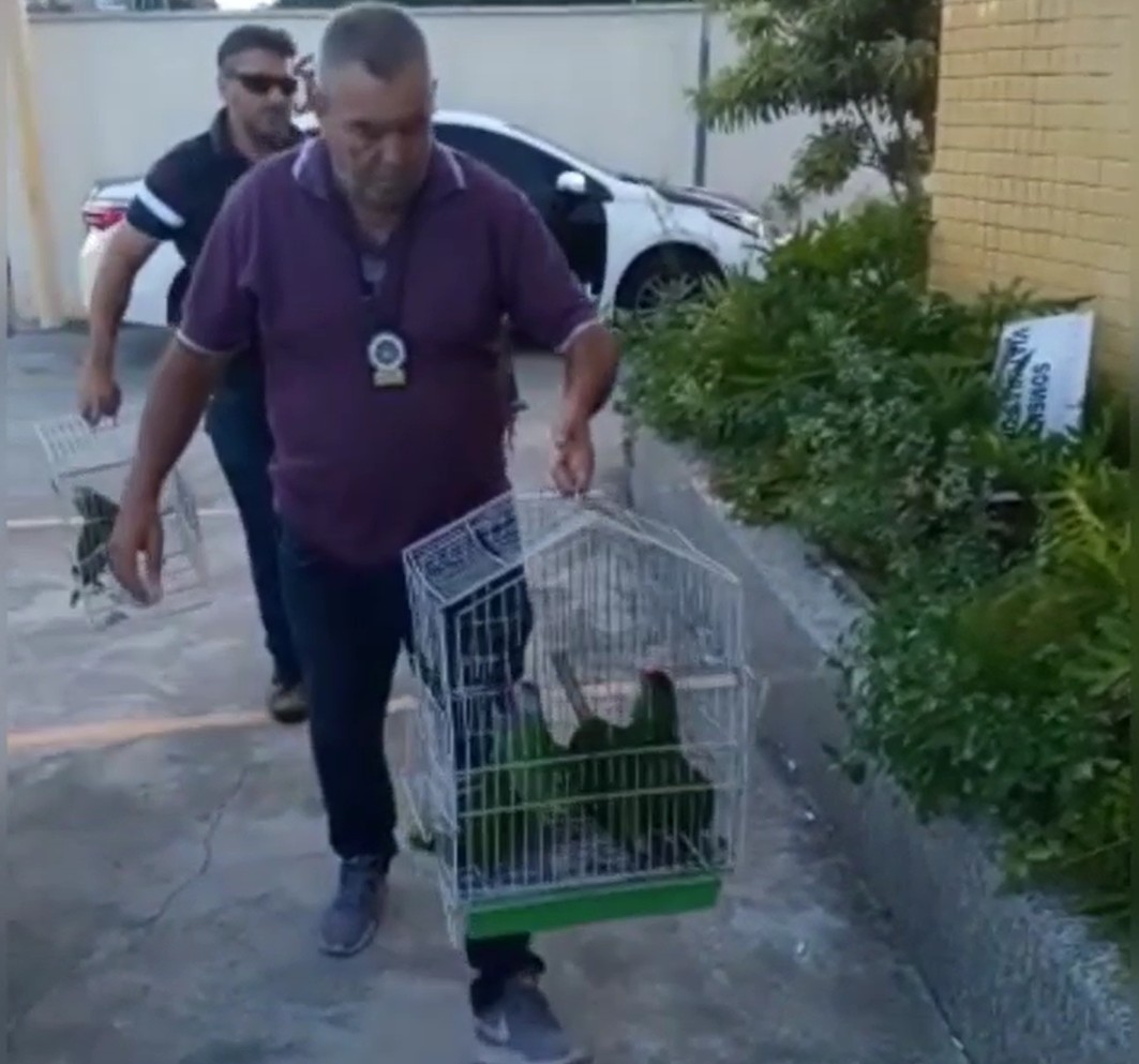 Homem é preso em Rio das Ostras por capturar papagaios e vender para várias regiões do estado do Rio