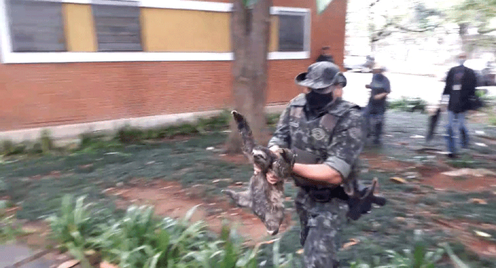 Preguiça foi resgatada por policial militar ambiental em bosque ao lado de hospital psiquiátrico na Zona Sul de São Paulo — Foto: Divulgação/Polícia Militar Ambiental de SP