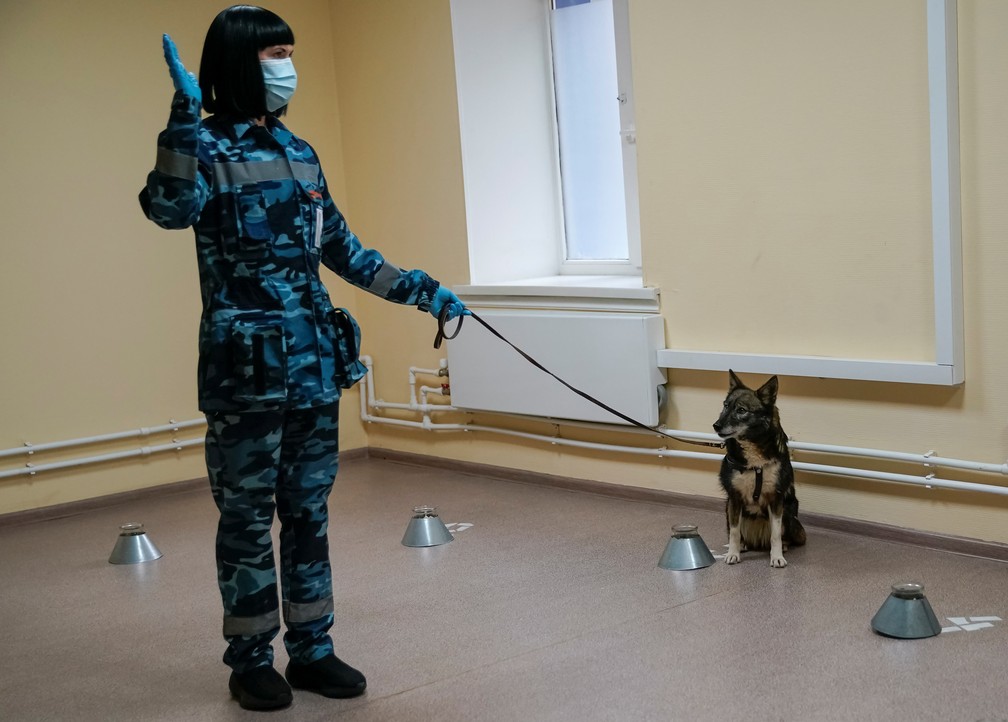 Cães farejadores são treinados para detectar Covid-19 no Aeroporto Sheremetyevo, em Moscou, no dia 9 de outubro. — Foto: Tatyana Makeyeva/Reuters